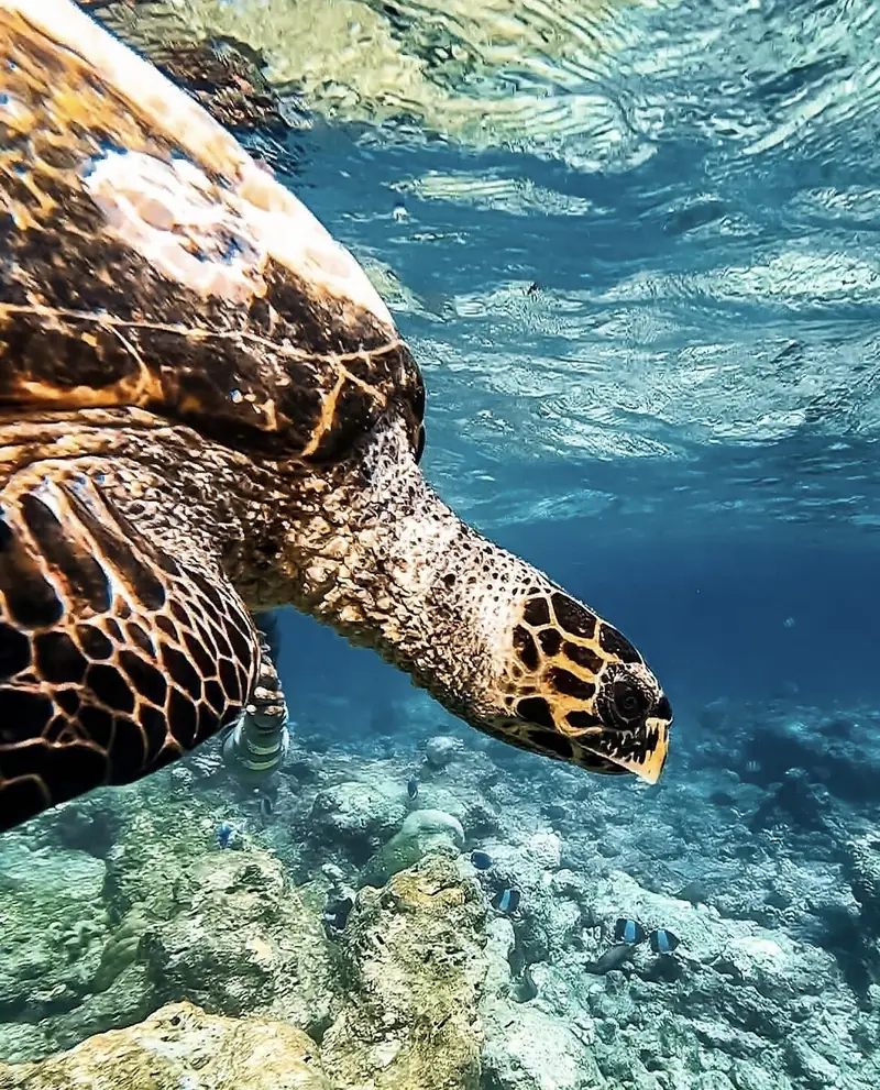 Fascinante biodiversité
