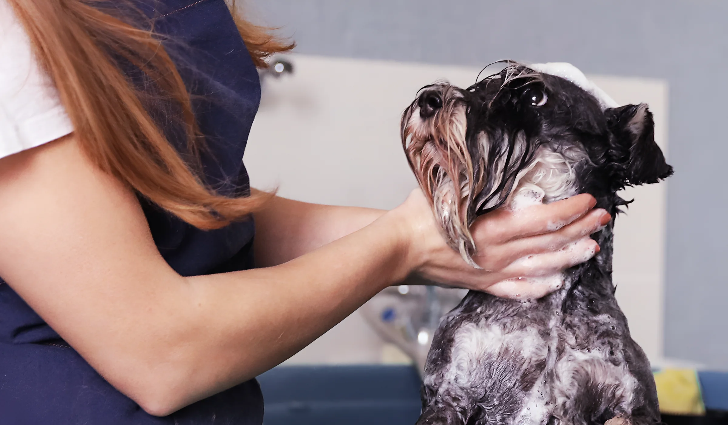 Un chien couvert de mousse pendant son bain
