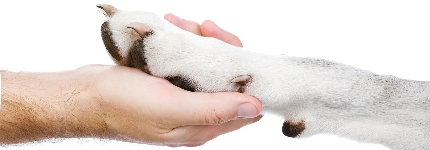 Une main humaine tenant délicatement la patte d’un chien