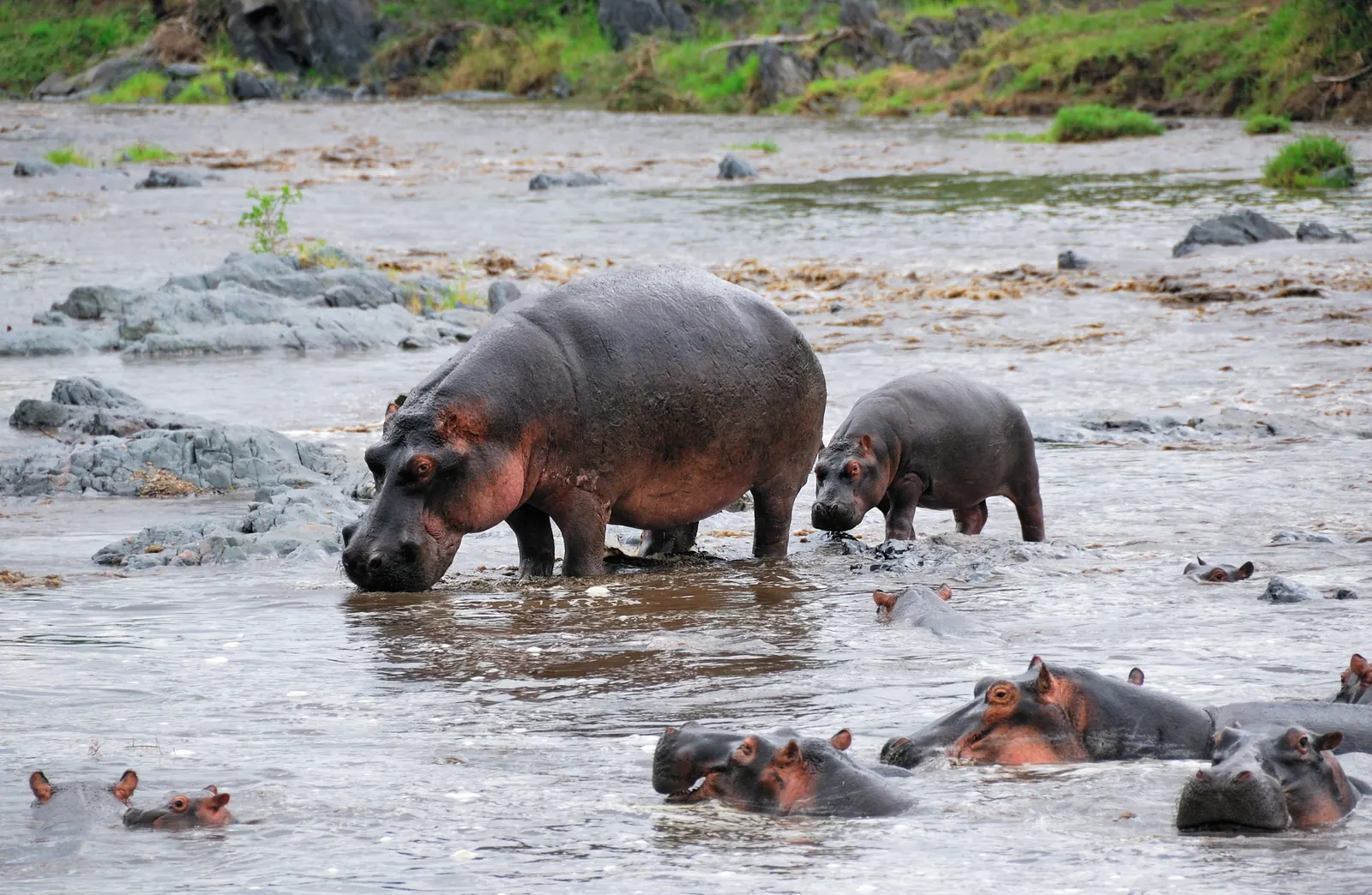 Une mère hippopotame et son petit dans une rivière