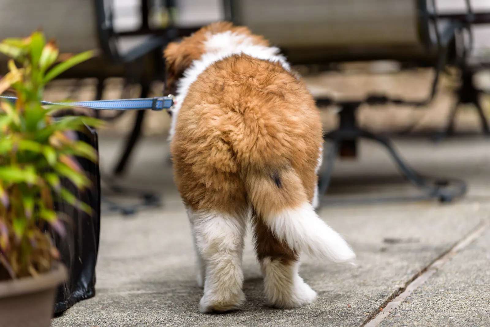 Un chiot qui remue la queue, vu de dos